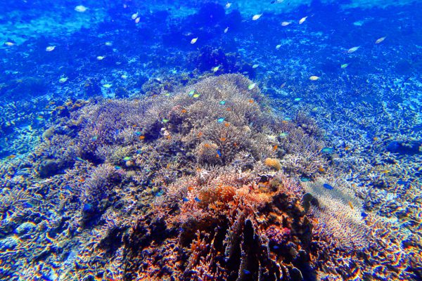阿嘉島（沖縄県島尻郡座間味村）北浜（にしはま）ビーチ沖の珊瑚