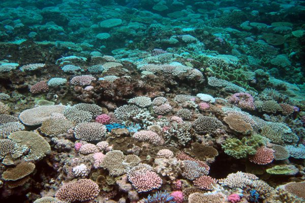 夏の思い出～沖縄・宮古島の珊瑚