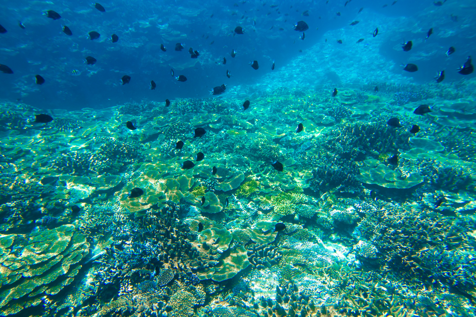 沖縄県座間味村の無人島嘉比島[gahijima]の海中珊瑚