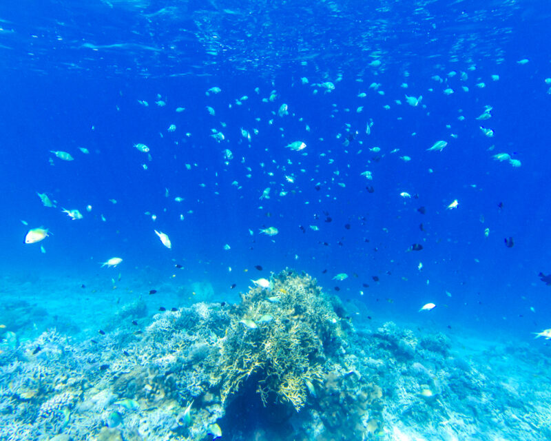沖縄県座間味村の無人島嘉比島（がひじま）の海中珊瑚