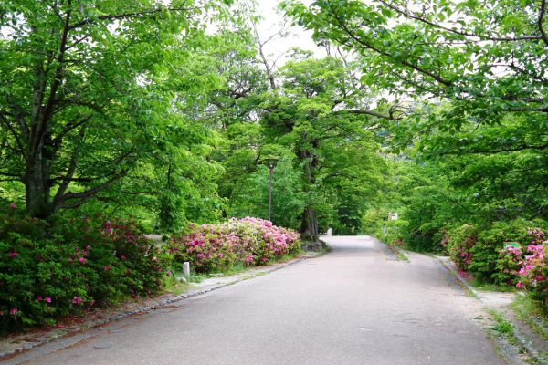 京都市・円山公園（明治19年誕生、京都市で最も古い公園）面積86,641平方メートル