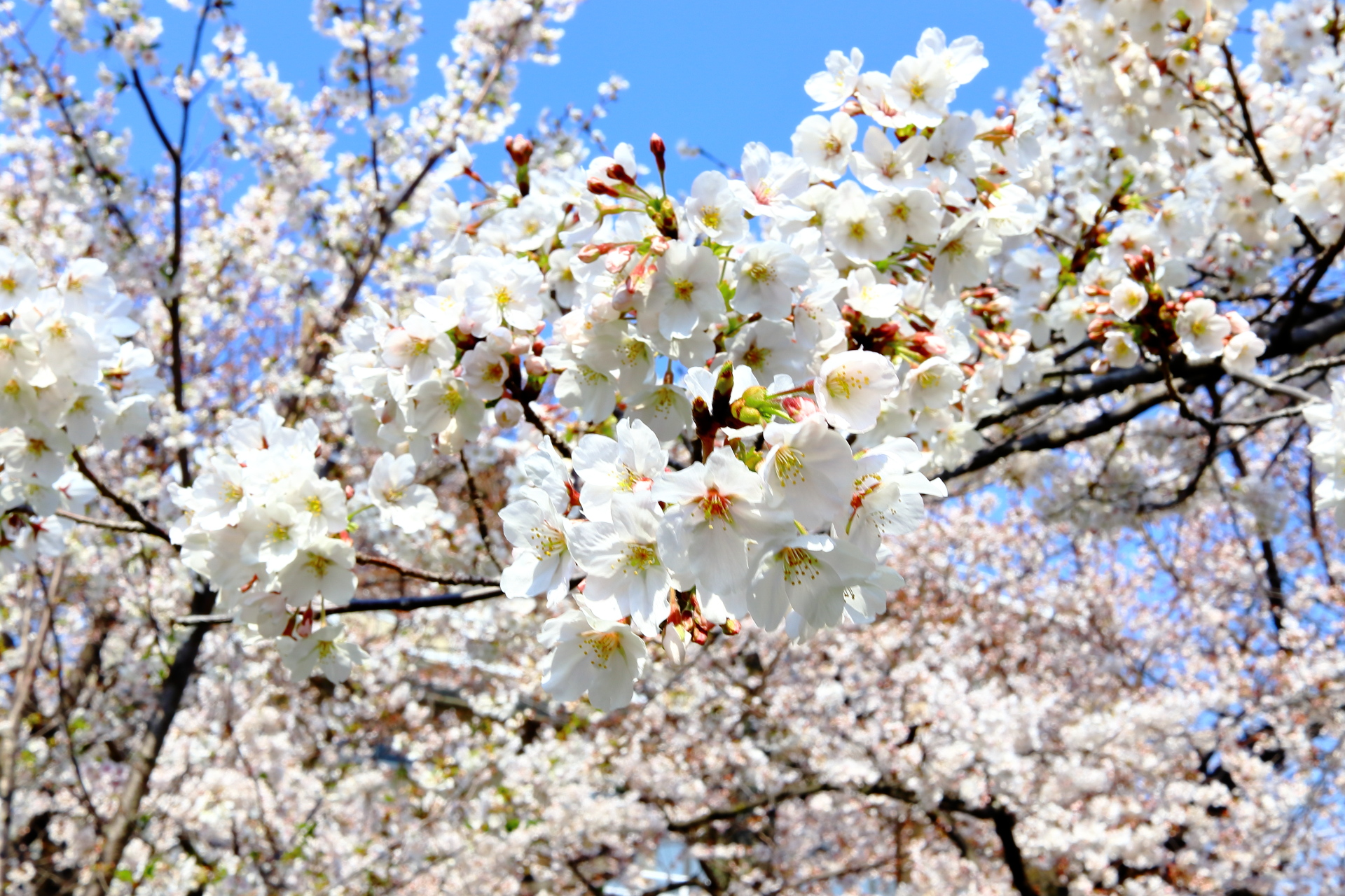 愛知県大江川緑道の桜