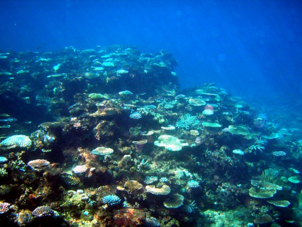 沖縄・宮古島の珊瑚（八重山）
